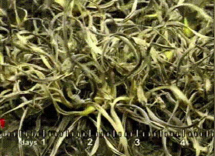 1690278655537288.gif 167653345154683426.gif